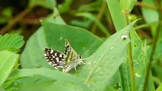 Indian skipper.MOV