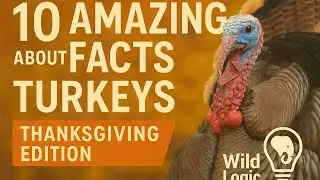 10 Amazing Facts About Turkeys 🦃 | Wild Logic Thanksgiving Special