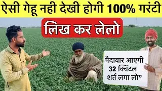 ऐसी गेहू नहीं देखी होगी आप ने 100% गरंटी शर्त लगा लो | wheat farming 