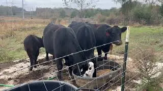Small Calves 