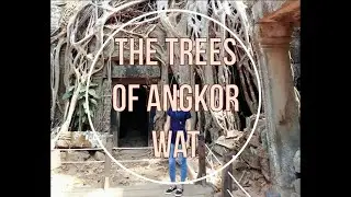The Trees of Angkor Wat