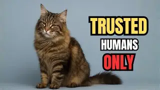[Cat Trivia] Only Cats Who Trust You Completely Show These 5 Behaviors