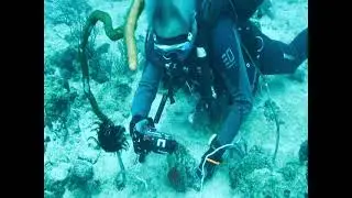 Goby and the Blind Shrimp