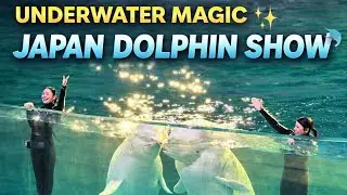 Magical Dolphin Show at Yokohama Hakkejima Sea Paradise 🇯🇵🐬 | Japan Vlog