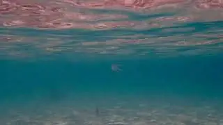 I need a gimbal to take better video of the jimble