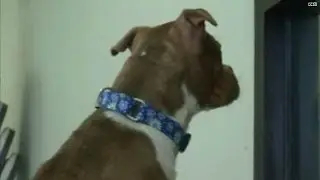 Unique bond: Deaf dog adopted by deaf woman