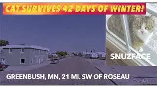 Amazing Cat Survival Story In Northern Minnesota