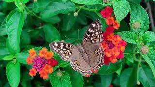Plant & Flowers, Relaxing Music, for Deep Sleep, Meditation, and Yoga,  Relaxation Sound,