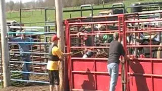 Miniature bucking bull Tigger March 25