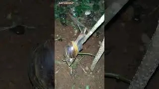 സൂക്ഷിക്കുക, ഈ ജീവി അപകടകാരിയാണ്!! ⚠️ #shorts #nature #warning #giant #african #snail #youtubeshorts