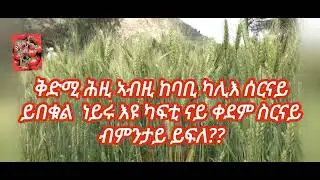 ኩታ ገጠም ዝተመረፀ ዘርኢ  ጣፍ: ስገም :ስርናይ ኣብ ቁሸት ዋዝጋ  ገደብታ።