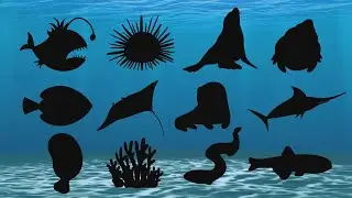 Guess the Sea Animal Shadow Quiz | Fun Ocean Game for Kids | Can You Name Them All?