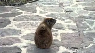 Brunftger&auml;usche eines m&auml;nnlichen Klippschliefers