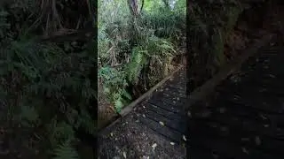 Calming Walk in New Zealand #hike #bushwalk