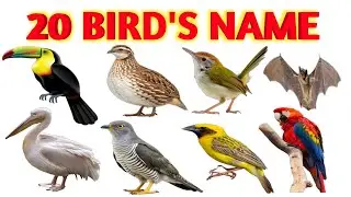 उड़ने वाले, न उड़ने वाले और अनोखे पक्षी के नाम | Kids Learning Birds Name” 🕊️🌈