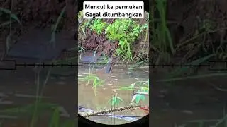 Kepergok nyuri ikan 1 shot gagal ditenggelamkan...!! #reels #berburu #biawak #fyp #uklik