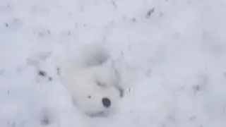 Snowball Plays In The Snow