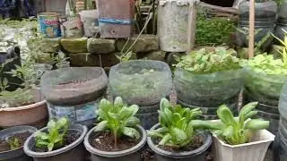 Ep. 6 melihat perkembangan tanaman di samping rumah, panen daun bawang