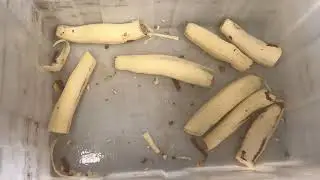 See Why Choose Commerical Cassava Peeling Machine?
