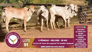 5&ordm; Leil&atilde;o Agropec Leil&otilde;es - Lote 91