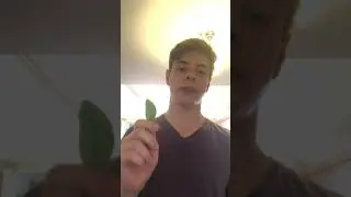 How to play the LEAF like an instrument