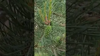 Green Pine Cones