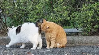 Why do Cats Sniff each other🤣#youtubevideo#playfulfelines#youtubecats #cats#catfight#funny#youtube
