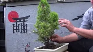Bonsai 2019-9 - Picea glauca - aus vier werden fünf Zuckerhutfichten