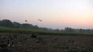 Outdoors Unlimited Virginia Early Goose Season 2010