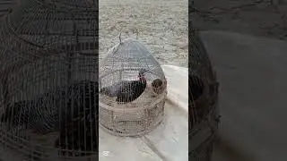 21 1 2026 blackfrancolin francolin kalateetar teetarvoice kala teetar ki awaz sindhi ki awaz black 