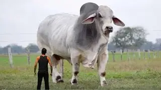 The Biggest Bulls In The World