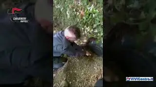Castellammare di Stabia, Operazione dei Carabinieri “GREEN LIFE”: duro colpo ai narcos dei Lattari