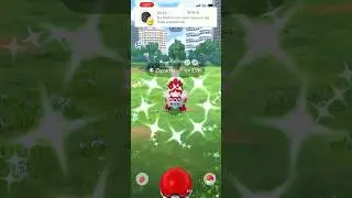 Shiny Zigzachs #pokemongo #pokemongoshiny #pokemon