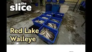 Red Lake Walleye