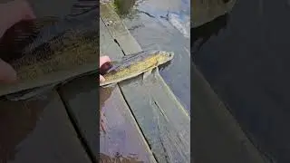 Посленерестовый судак. #alphafishing #catchandrelease #поймалотпусти