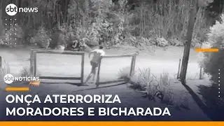 Presen&ccedil;a de on&ccedil;a muda rotina de moradores e animais em s&iacute;tio no Paran&aacute; | #SBTNot&iacute;cias