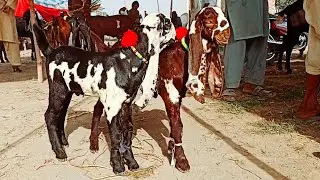 Bakra Mandi sahiwal ki update beetal Top quality brader bachay 03124058010 Altaf goat farm