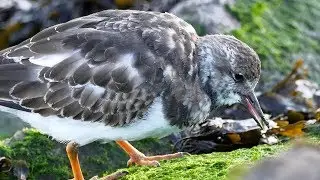Steinw&auml;lzer