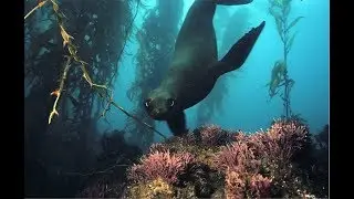 Catalina Diving a film by Wendy Panizza