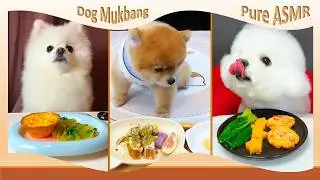 Three Dogs, Three Meals: Lettuce & Egg Tart, Wellington Steak, Shrimp Patty #CuteDogs #DogMukbang