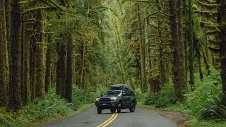 EXPLORING THE HOH RAIN FOREST   Olympic National Park