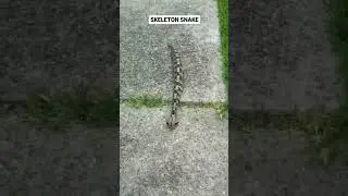 The Gaboon viper or skeleton snake lives in the tropical forests