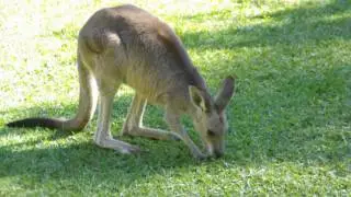 Steve Irwin's Australia Zoo - Aussie Expert