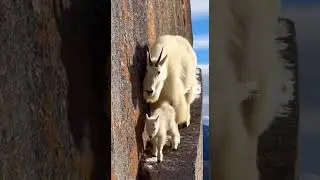 A white mothe goat teaches her kid the art of balancing.