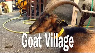 The village run by Goats