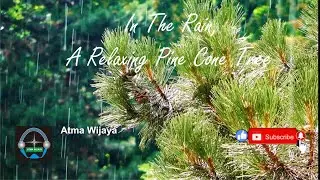 In The Rain,A Relaxing Pine Cone Tree (Relaxation 3)