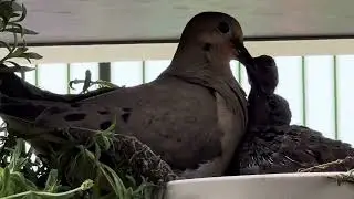Morning Dove in a potted plant with babies.