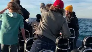 Ulitmate Whale Watching Experiences with Newport Coastal Adventure