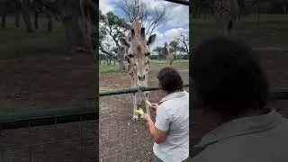 Got to feed a rather tall fella here ✨ this giraffe is a massive herbivore