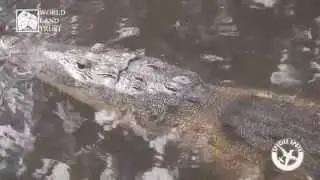 Species Spot - Morolet's Crocodile